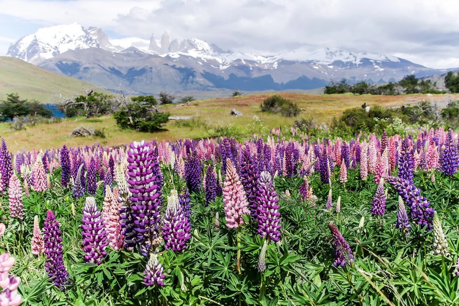 Lupines in bloom across the Patagonian steppe at dusk